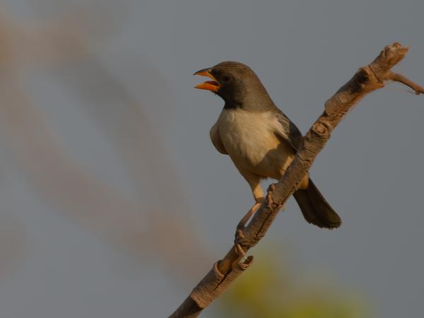 Zwartkeelsaltator (Saltator atricollis)
